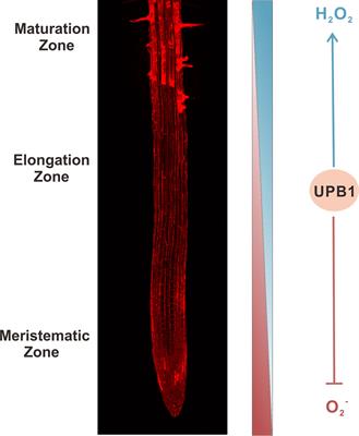 Modulatory Role of Reactive Oxygen Species in Root Development in Model Plant of Arabidopsis thaliana